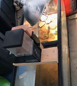automatic turtle feeder on aquarium