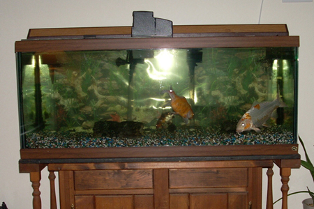 automatic feeder on top of fish tank