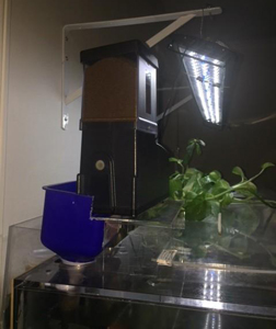automatic fish feeder installed on side of aquarium