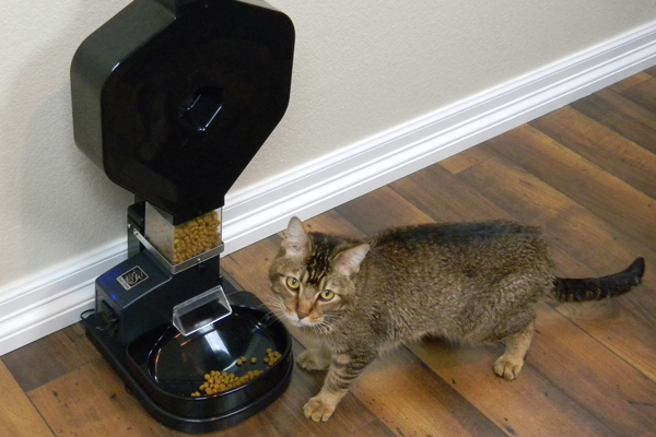 Cat with CSF-3XL Automatic Pet Feeder