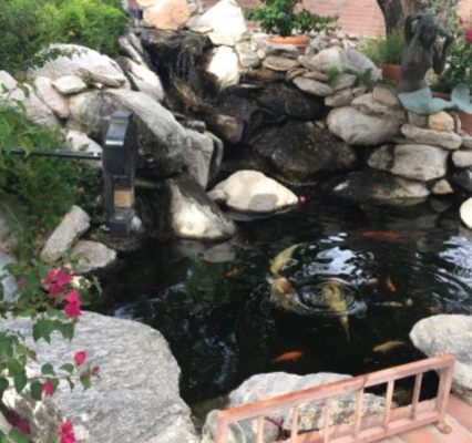 koi fish circling food from feeder