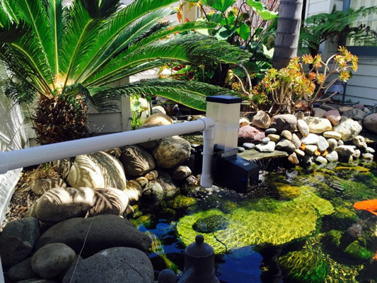 pvc pipe with automatic koi feeder