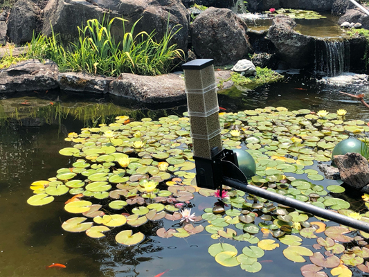 basic feeder over koi pond with lilly pads