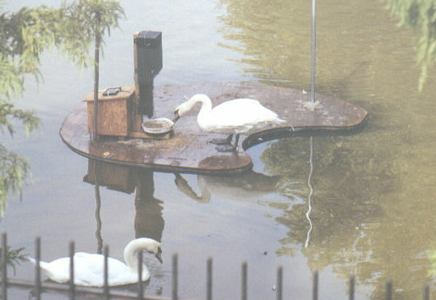 swans eating from pet feeder