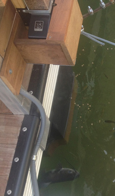 fish feeding from automatic fish feeder